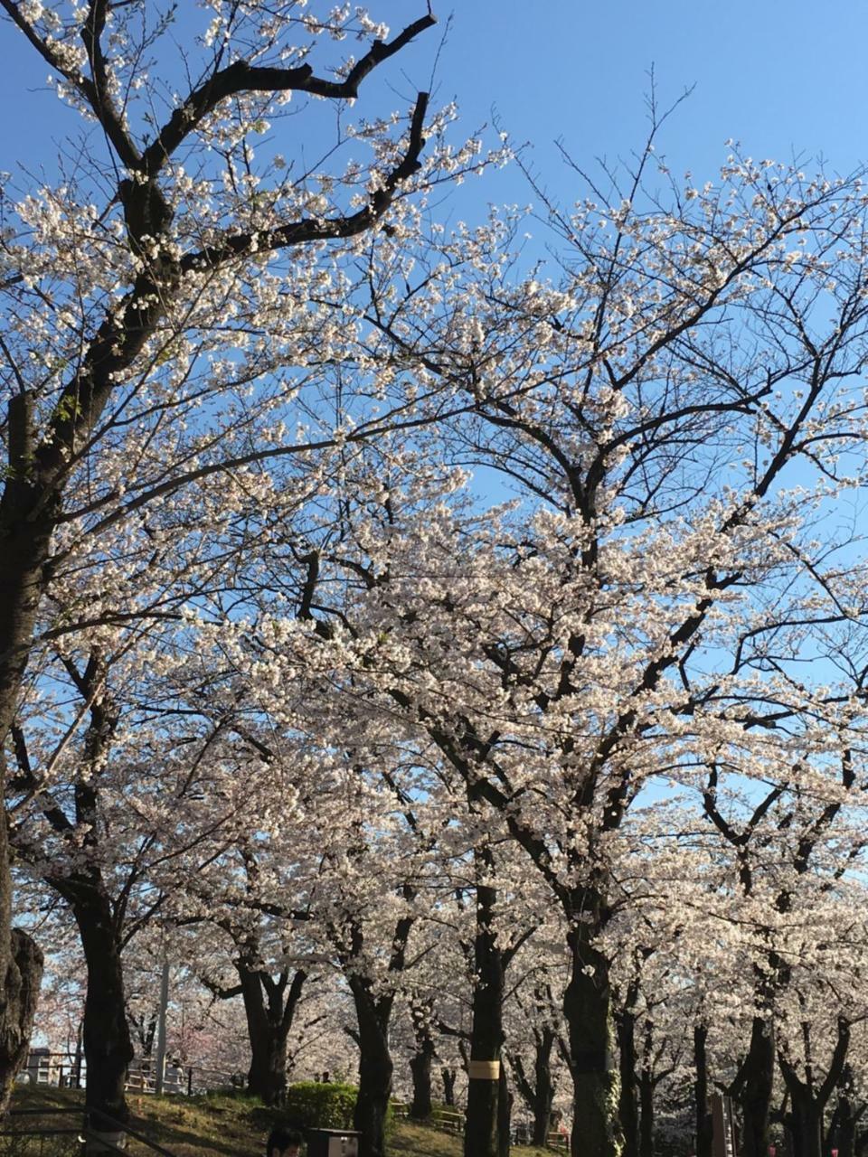 Nakadaya Tokio